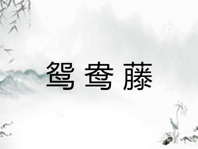 鸳鸯藤
