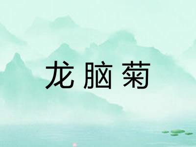 龙脑菊