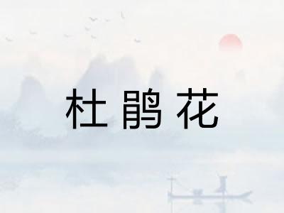 杜鹃花