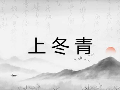 上冬青