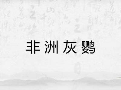 非洲灰鹦