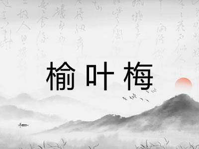 榆叶梅