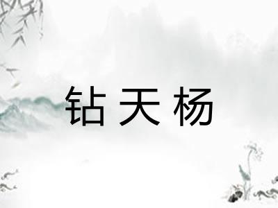钻天杨