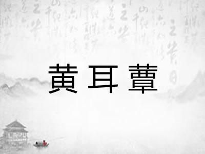 黄耳蕈