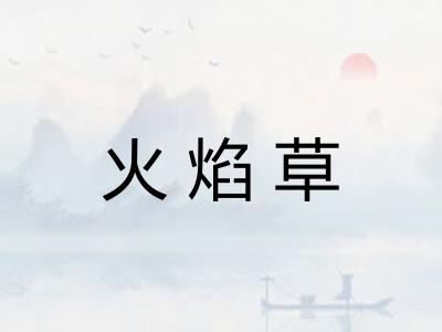 火焰草