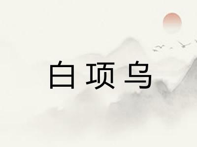 白项乌