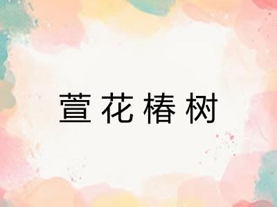 萱花椿树