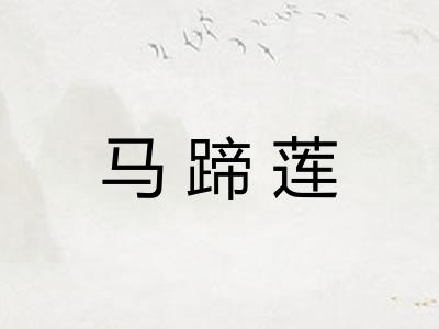 马蹄莲