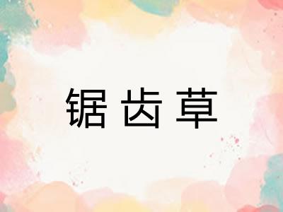 锯齿草