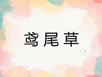 鸢尾草