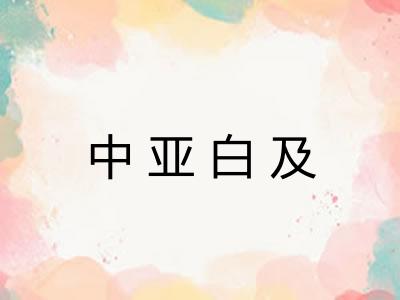 中亚白及