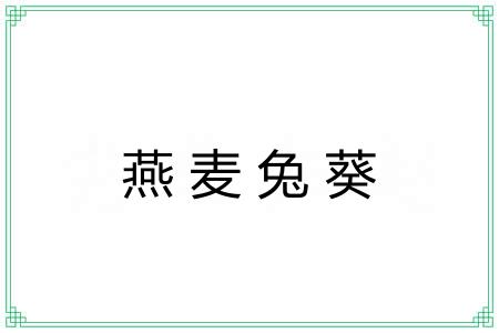 燕麦兔葵